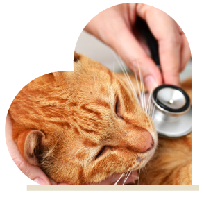 Minimally Invasive Surgery for Cats and Dogs in Phoenix - CARE Surgery Center