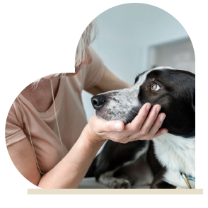 Resources for Pet-Owners - CARE Surgery Center - Glendale, Arizona