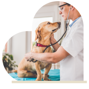 Veterinary Careers at CARE Surgery Center - Phoenix